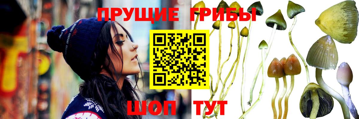 что такое наркотик  Псилоцибиновые грибы Cubensis  Вход с VPN  Острогожск 